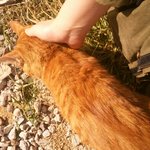 [고양이] 제발 한번씩만 읽어주세요ㅜㅜ