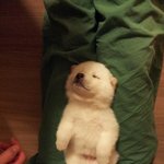 (공포,기괴)<b>사진속</b> 누워있는 하얀...