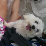 <b>노견</b> 수술후 