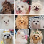 마이토킹펫으로 만든 울애들이에요 ㅎㅎ