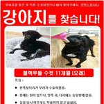 [강아지를찾] 블랙푸들을 찾습니다
