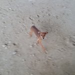 강릉에서 강아지<b>주인분</b> 찾아요.