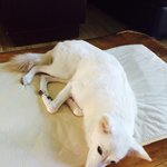 진돗개엄마 + 스피츠아빠