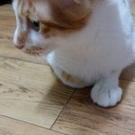 [고양이] 나의 동거남 도칠이 <b>식빵</b>굽기