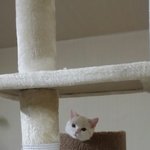 [미뇽] 엄청나게 <b>미묘</b>는 아닙니다.