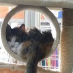 야옹이 두번째 글