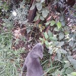 [<b>라틴</b>박우물] 페루 꽃 향기 맡는 고양이