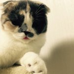 [짜장] 0.6살 스코티쉬폴드 찹쌀떡 짜장이