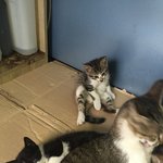 +추가)아<b>깽이</b>들 입양처 찾습니다