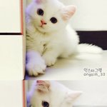 [옹심] 찹쌀떡같은 0.3살 스코티쉬 옹심이에요 :)