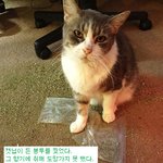<b>범죄</b>를 고백하는 고양이들