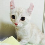 아메리칸 컬 <b>보리</b>에요!!