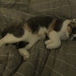 [짜장] 0.6살 스코티쉬폴드 집사놀아주는 짜장이