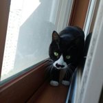 버려져서 아무한테나 애교부리며 <b>방황</b>하던 유기냥이 훈남이....ㅠㅠ