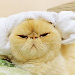 [고슨상이바] 바나나고양이를 찾아라! <b>퀴즈</b>~ 