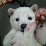 [진돗개] 행복<b>바이러스</b> 우리집 멍뭉이 해피!