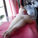 진돗개닮은 고양이