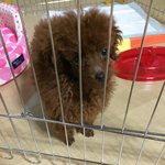 [강아지] 존재자체가 해피<b>바이러스</b>! 우리집 강아지 몰리