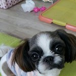 [꼭보세요] 안산 시화 모든분들 제발 도와주세요