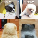 [크림일기] 포메라니안 크림이와 슈 : 새로운 가족이 생겼어요