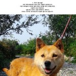 [유기동물] 10월11일이면 안락사 되는 울산시보호소의 대형견 들입니다...