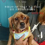 [유기동물] 10월11일이면 안락사 되는 울산시보호소의 중소형견...