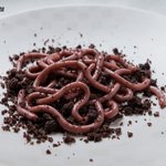 <b>식욕</b> 떨어뜨리는 기발한 할로윈 음식