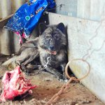 [유기견] [해피빈] 아이들까지 식용견으로 바쳐야 했던 <b>복순</b>이