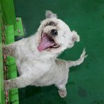 [함안길천사] <b>한쪽눈</b> 적출과 귀가 짤린상태로 버려진 말티남아.