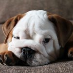 쭈글쭈글 귀여운 <b>불독</b>의 매력