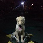 [사랑해마음] 골든리트리버 개마음 성장기 9탄!