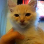 [오구오구] 놀숲 <b>믹스</b> 아기냥 귀요미 오구입니다^^