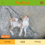 [<b>퍼트</b>려줘요] 고양이들이 독극물에 죽어가고있습니다