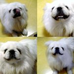 [망고랜드] 천방지축 7남매 웰컴투 망고랜드(4)