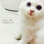 [옹심] 찹쌀떡같은 0.3살 스코티쉬 옹심이에요 :) 2