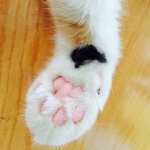 [고양이] 벌러덩냥 곱수니뚜니뚜니