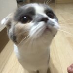 [짜장] 0.6살 스코티쉬폴드 짜장이