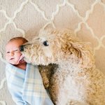 아기 지켜주는 든든한 대형<b>견들</b>