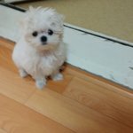 우리집 강아지 평소랑 졸릴때랑 <b>얼굴차이</b> 심함