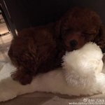 [EXO] <b>둘</b>기 강아지 키우기 시작함