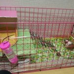 [기니피그] 기니피그 <b>몽실이</b>의 무지막지한 성장 'O'