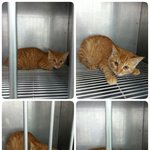 이대로 보내기엔 너무 마음이 아파요ㅠㅠ 살수 있는 기회를 주고 싶어요