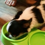 [마늘쫑] 3~4개월 장모치와와 쫑이네!