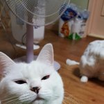 [댓글부탁해] 파김치<b>담</b>궜오용ㅎㅎ
