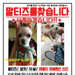 [찾아주세요] 제주도 서귀포시 남원읍 태흥리에서 말티즈 <b>여아</b>를 찾습니다~