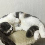 [짜장] 0.6살 스코티쉬폴드 이상하게자는 짜장이