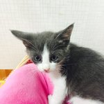 고양이범백으로 별이 된 동이와 참이