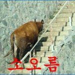 소<b>오름</b>