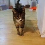 [오구오구] 오구오구 심쿵 고양이 네 마리를 소개합니다^^