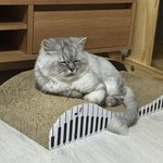 [고양이] 벌러덩냥 곱수니뚜니네 - 심기불편 앵두